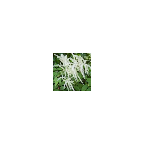 Jardin et solutions：Astilbe - Le pot de 5 litres