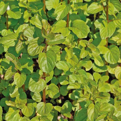 Jardin confort:Menthe aquatique godet 9x9 cm