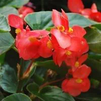 Un choix malin pour le jardin:Bégonia Dragon Wing - Le pot de 10.5 cm
