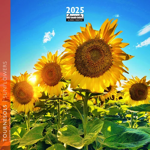 À adopter au jardin：Calendrier 2025 tournesol coloris multicolore Aquarupella - 16,5 x 16,5 cm
