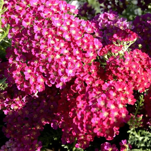 Solution jardin：Achillea Millefolium Tutti Frutti Pomegranate, le pot de 4 litres