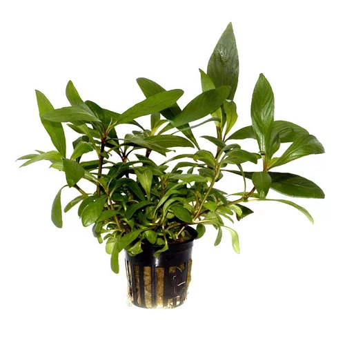 Jardin & idées:Plante aquatique Hygrophila Corymbosa Angustifolia en pot