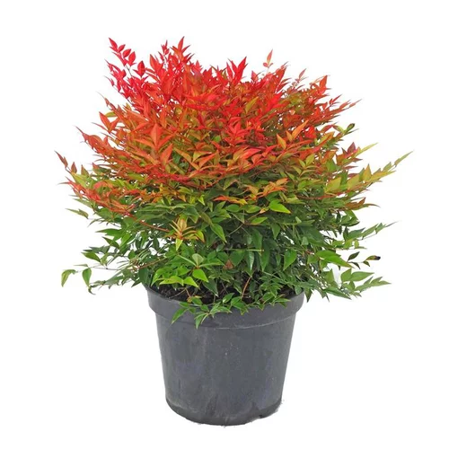 Bien pensé extérieur:Nandina Domestica Gulf Stream (Bambou sacré Gulf Stream) 60/80 en pot de 7,5 L rouge