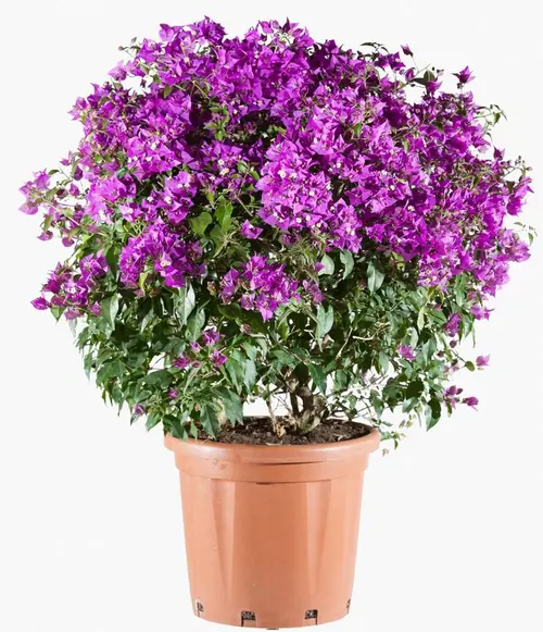 Une idée pour le jardin：Bougainvillea touffe - Ø 30 cm