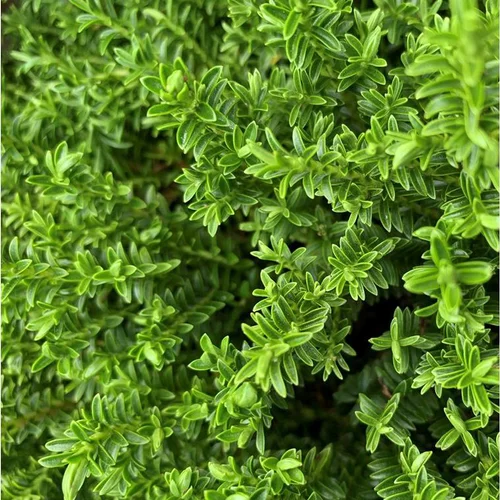 Extérieur tendance:Myrte commune (Myrtus Communis). Le pot de 3 litres