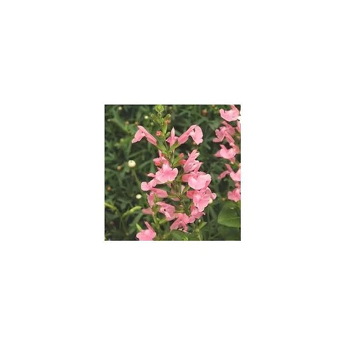 Conçu pour le jardin:Sauge vivace - Le pot de 10,5 cm