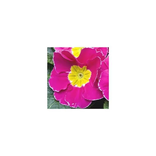 Bien pratique à l’extérieur：Primula Acaulis - La jardinière de 30 cm