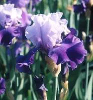 Simple pour le jardin:Iris des Jardins - Le pot de 2 litres