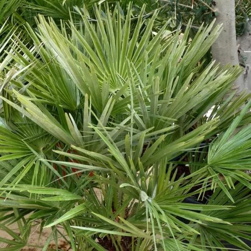 Style extérieur:Palmier nain (Chamaerops Humilis) 30/40. Le pot de 2,5 litres