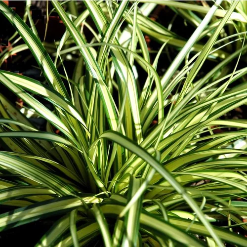 Jardin facile:Carex ou Laîche au feuillage multicolore - Le pot de 7 litres