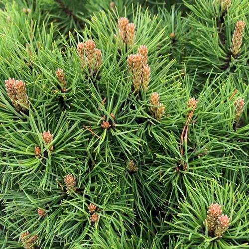 Jardin à aménager：Pin noir nain (Pinus Nigra) Marie Bregeon. Le pot déco de 5 litres