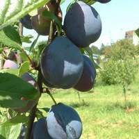Une solution pour le jardin:Prunier Quetsche D'Alsace. Le pot de 15 litres forme 1/2 tige