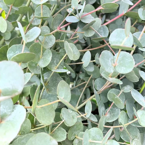Déco extérieur：Eucalyptus Gunnii Azura bleu. Le pot de 7 litres, 7080 cm