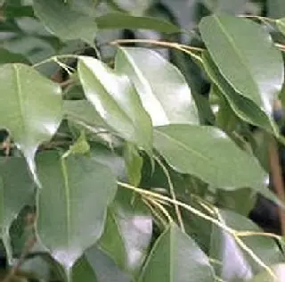 Extérieur tendance:Ficus Benjamina. Le pot de Ø 17 x H 65 cm, forme pyramide