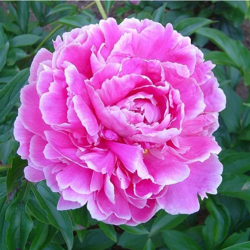 Qualité jardin:Paeonia Suffruticosa - Le pot de 7 litres