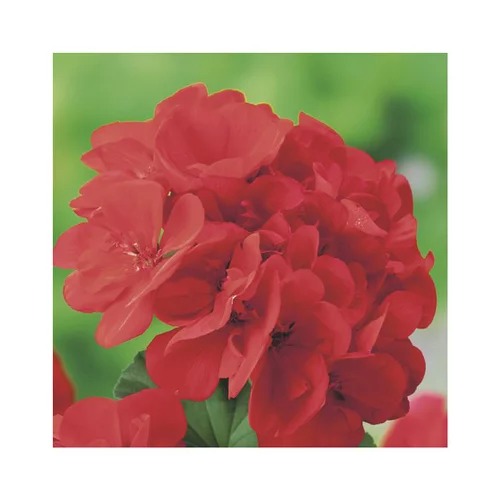 Durable au jardin：Géranium Marcada Pink - Le pot de 8 litres
