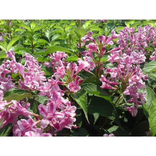 Facile à intégrer au jardin:Weigelia Stelzneri rose. Le pot de 3 litres