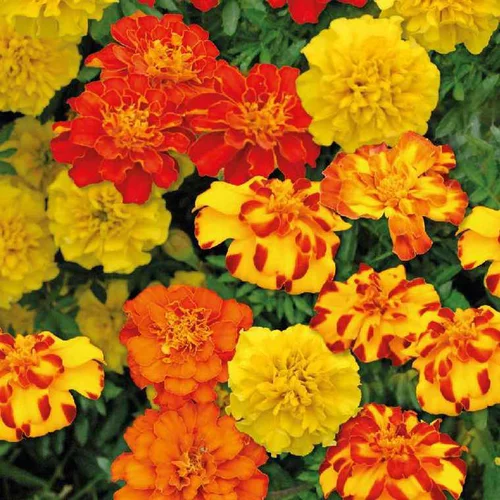 Un choix pratique pour le jardin：Œillet d'Inde - Le pot de 9 x 9 cm