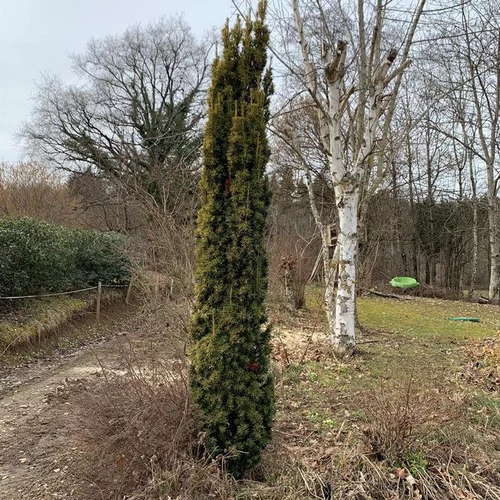 Une sélection pour l’extérieur：If doré (Taxus Baccata Fastigiata Aurea) 40/50. Le pot de 3 litres