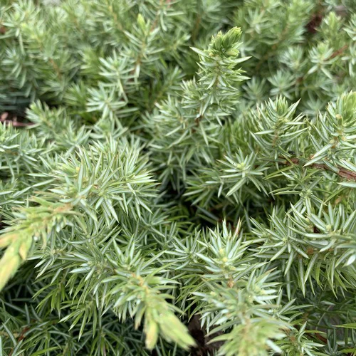 Tendance jardin:Genévrier Schlager. Le pot de 5 litres, 30/40 cm