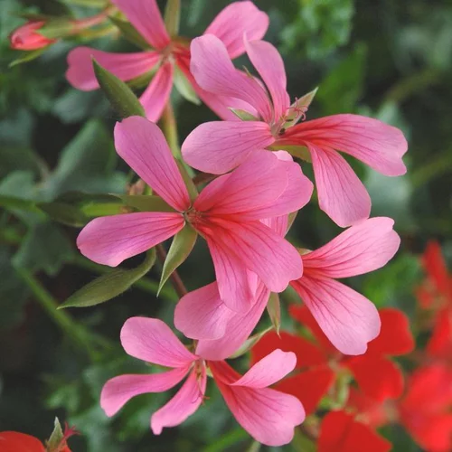 Côté extérieur:Geranium L.S. - La jardinière
