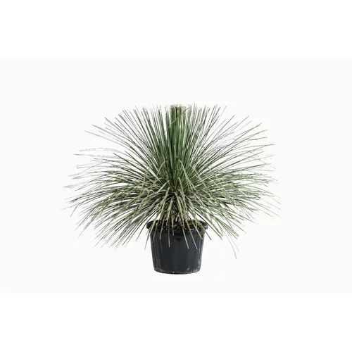 Un atout pour vos extérieurs:Dasylirion Serratifolium en pot de 80 L vert