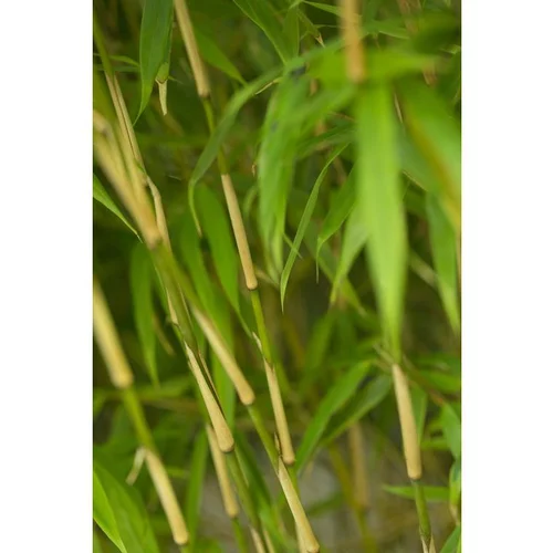 Jardin idée:Bambou Fargesia rufa vert pot de 5L