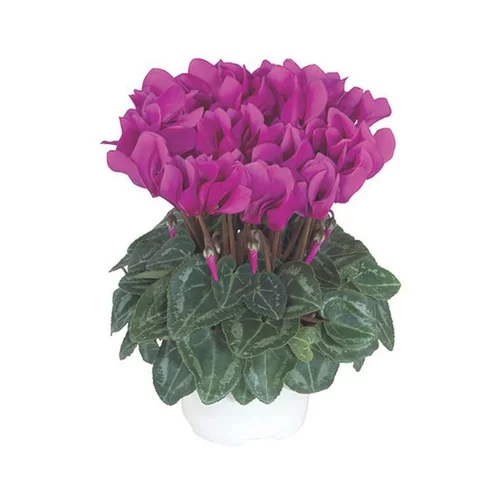 Pour vos besoins extérieurs:Mini cyclamen magenta fonce - Le pot de diamètre 10,5 cm