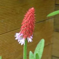 Maison & jardin:Primevère orchidée godet 9x9 cm