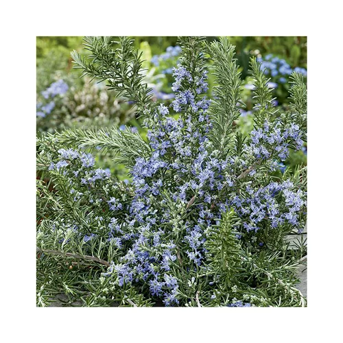 Pour créer votre univers jardin:Romarin pointe du raz coloris violet. Le pot de 3 litres