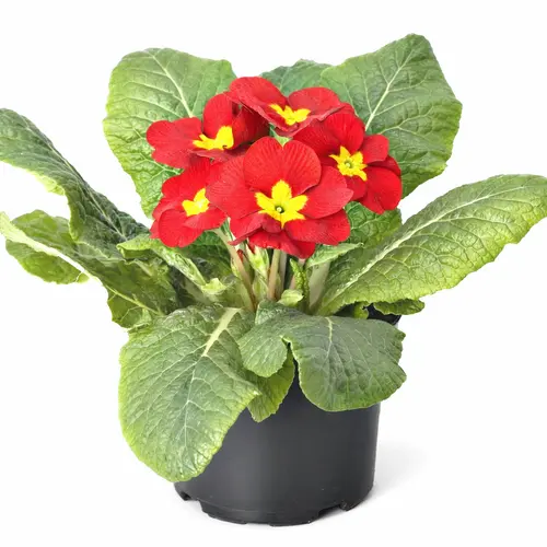 Idée jardin：Primevère des jardins - Le pot de 10.5 cm