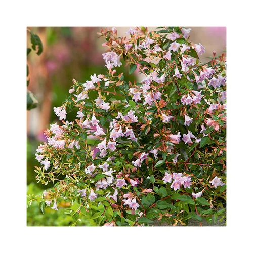 Jardin expert：Abelia Grandiflora Edward Goucher en pot de 3 litres