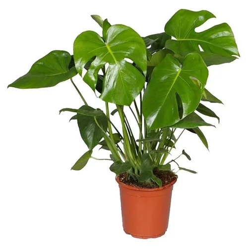 Pour votre espace vert:Monstera touffe en pot - Ø 20 cm