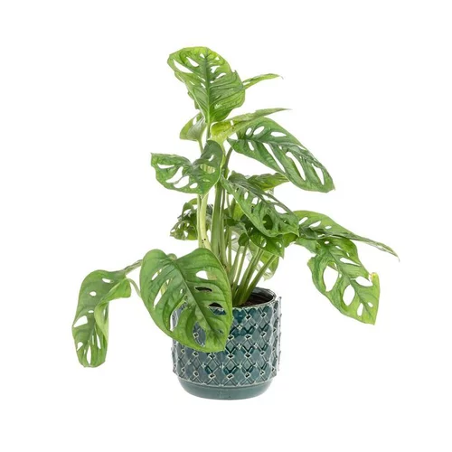 Jardin chez vous：Monstera (Philodendron Monstera Obliqua) + cache-pot céramique, Ø12 cm