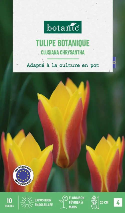 Confort au jardin:Tulipe species clusiana chrysantha botanic® - 10 bulbes