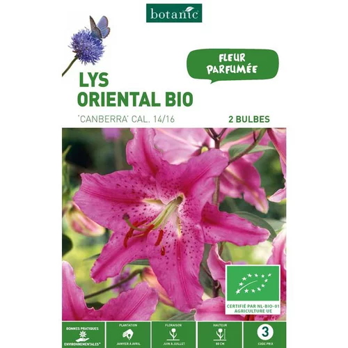 Inspiration jardin:Lys Oriental Canberra bio rose botanic® - 2 bulbes