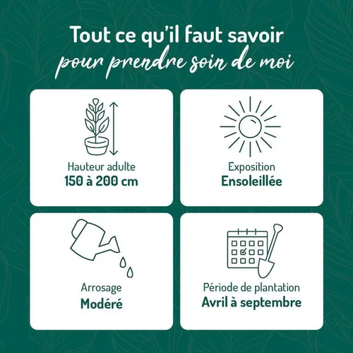 Espace vert confort:Myrte Tarentina vert. Le pot de 15 litres
