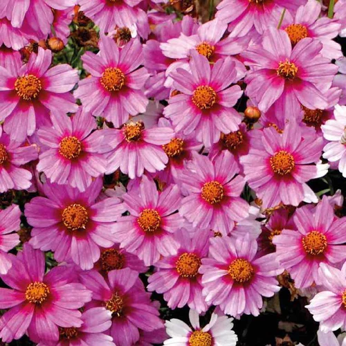 Pour votre jardin:Coreopsis Nain Rose - Le pot de 9 x 9 cm