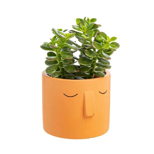 Bien pensé jardin:Succulente parmi modèles variés avec son cache pot Ø 8,5 cm