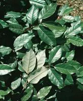 Extérieur plaisir：Elaeagnus Ebbingei ou Olivier de Bohême 100/125 cm