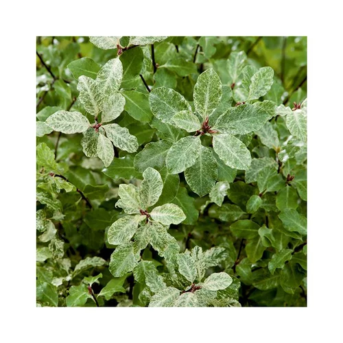 Style extérieur:Pittosporum tenuifolium irene patterson en pot de 3 litres