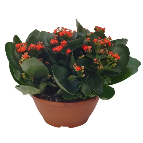 Extérieur utile:Kalanchoe Calandiva - en pot de Ø 10,5 cm