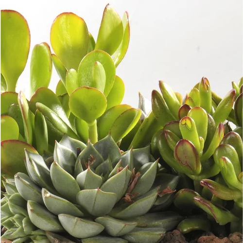 Jardin pour tous：Thème Désert - La jardinière de 30 cm