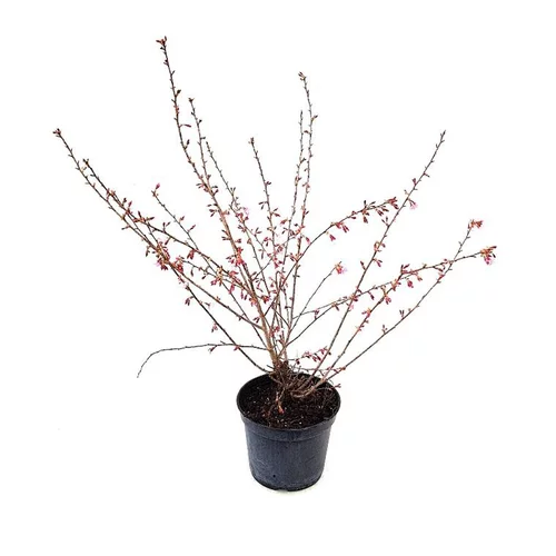 Nature jardin：Cerisier du Japon (Prunus) Okame. Le pot de 5 litres