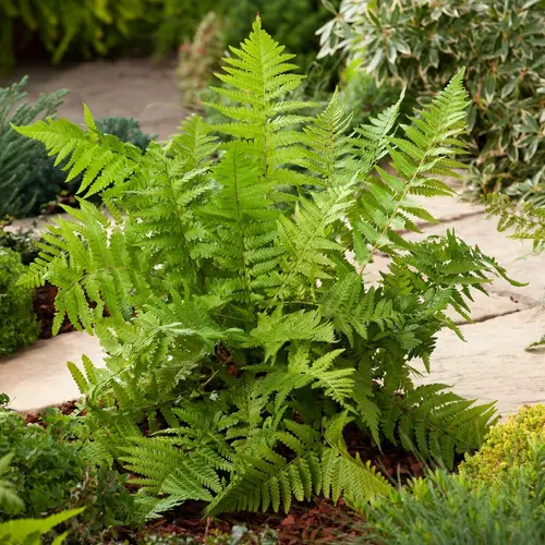 Une solution adaptée à l’extérieur:Fougère Dryopteris filix-mas - Le pot de 2 litres