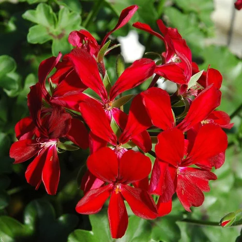Pratique extérieur:Géranium Lierre double à fleurs multicolores - Le pot de 1 litre