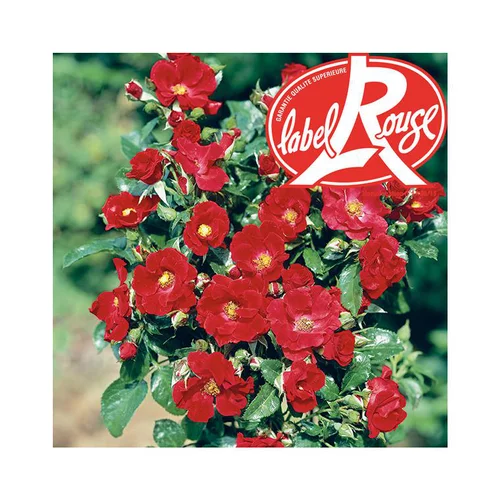 Confort extérieur:Rosier Xeruis® Label Rouge en pot de 5L