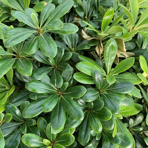Confort pour le jardin:Pittosporum Tobira Nana. Le pot de 4 litres