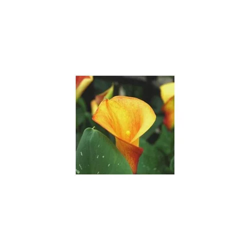 Jardin facile:Arum de - Le pot de 1 litre