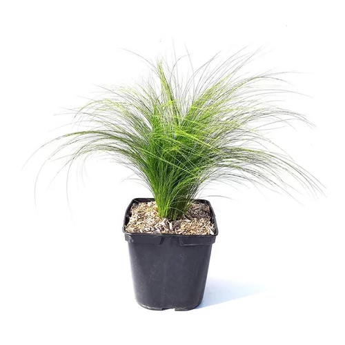 Pour un extérieur bien organisé:Stipa cheveux d'anges - Le pot de 3 litres